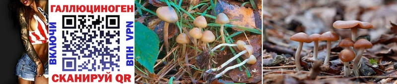 Псилоцибиновые грибы MAGIC MUSHROOMS  Алатырь 